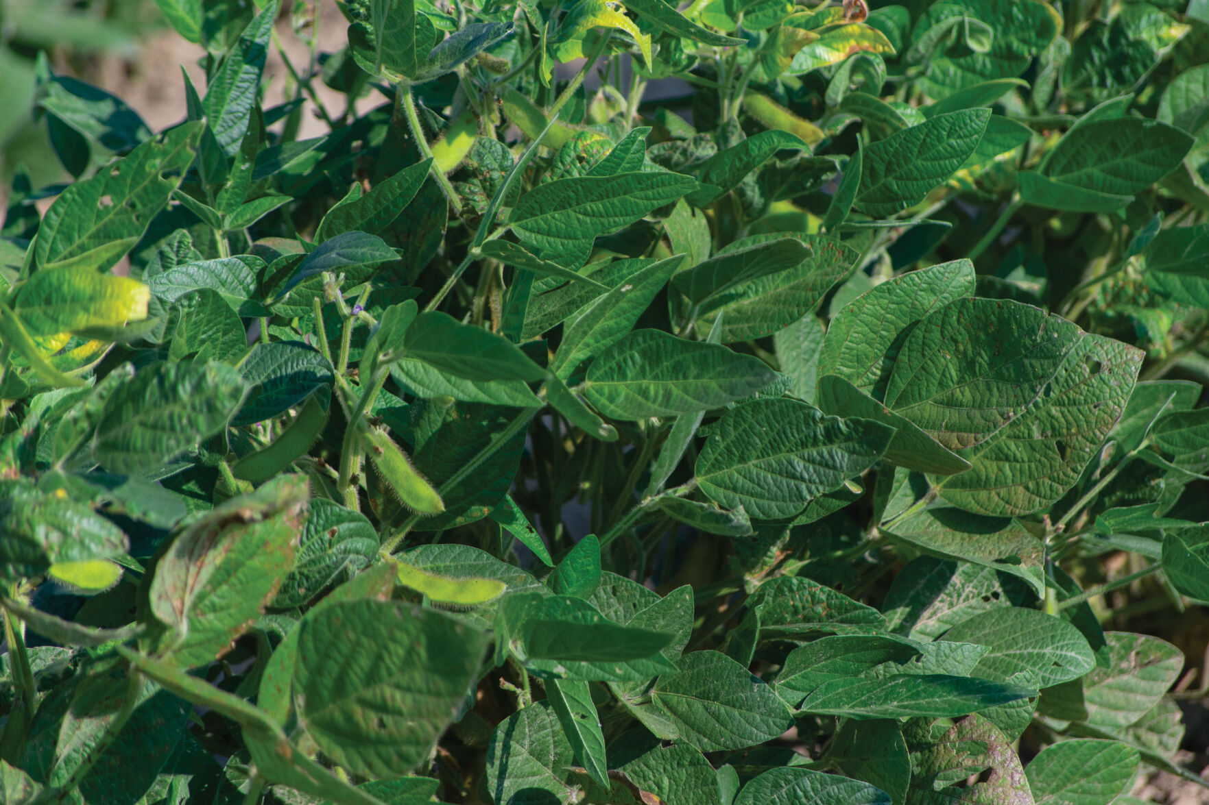 soybean pods